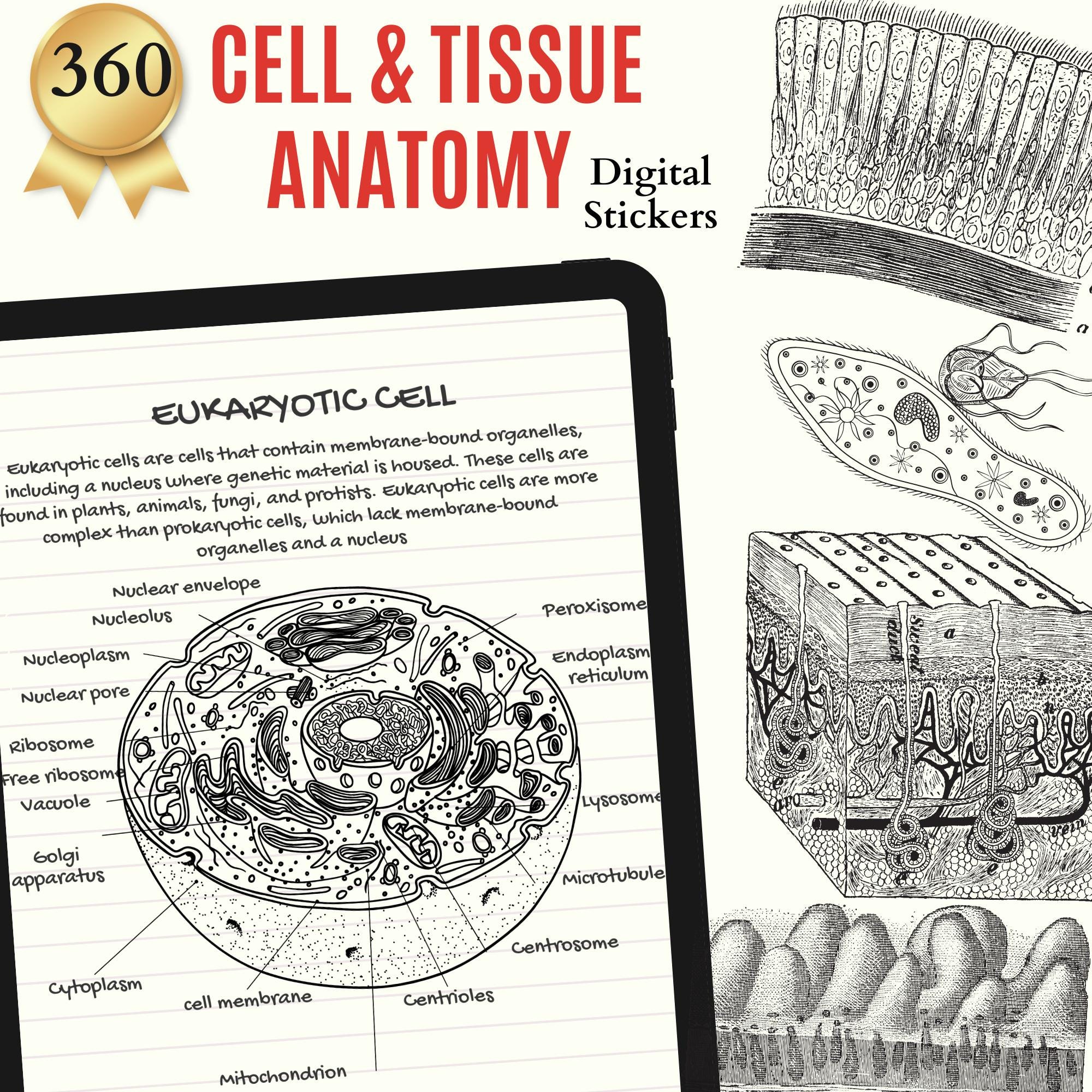Tissue Note Sticker Cell & Tissue Anatomy Digital Stickers, Cell Biology Tissue Anatomy ...