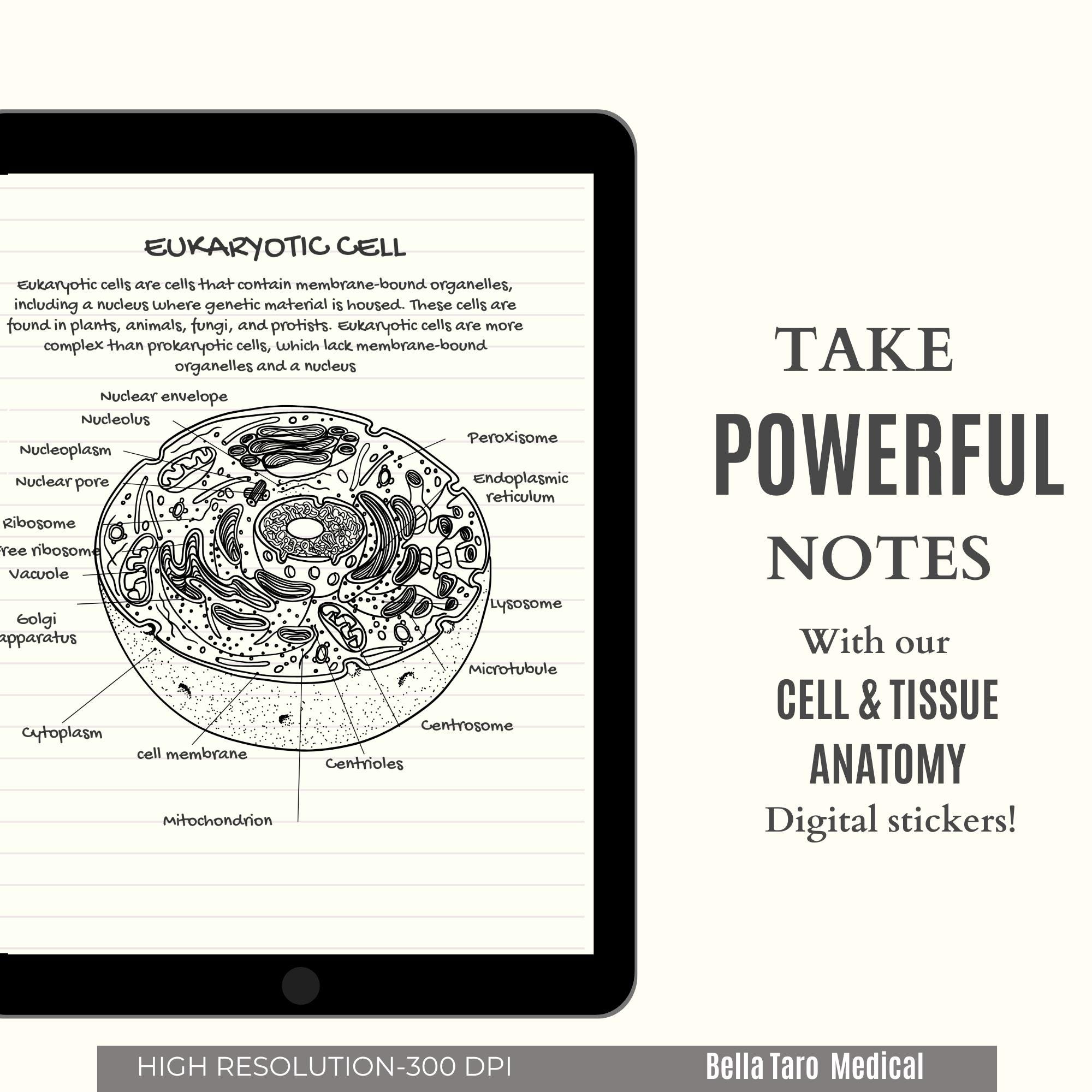 Tissue Note Sticker Cell & Tissue Anatomy Digital Stickers, Cell Biology Tissue Anatomy ...