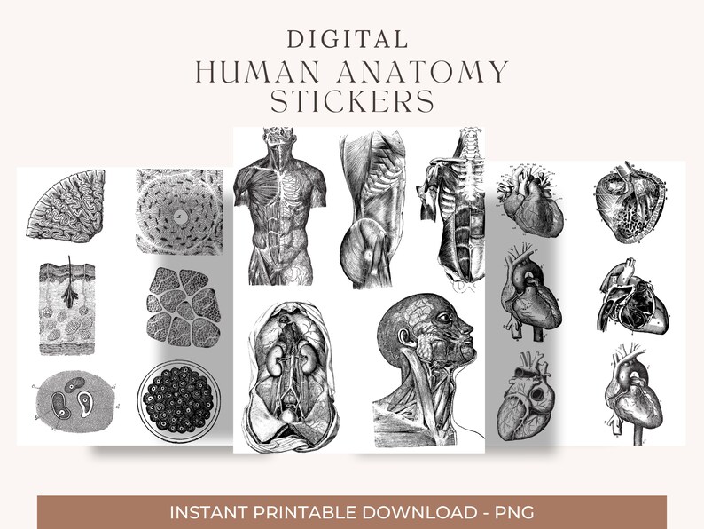 Skeleton Bones Digital Stickers 350 Precropped Goodnotes Stickers Medical Nursing Student