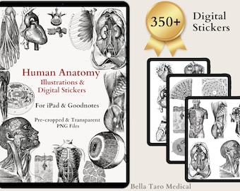 Autocollants numériques d'anatomie de squelette humain | 350 autocollants pré-recadrés de crânes humains | autocollant médical | Prise de notes | Sticker Anatomie GoodNote