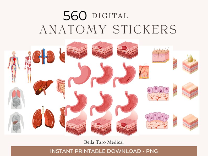 Anatomie & Physiologie Bündel Sticker 560 Digitale Aufkleber für den