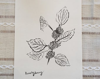 Beautyberry Original Line Drawing