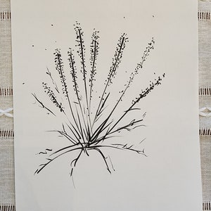 May include: A black and white ink drawing of a cluster of grass with long, thin blades. The drawing is on a white background and is signed "July 2023".