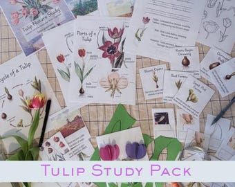 Tulip nature unit study charlotte mason Spring printable worksheet Flower life cycle nature study Homeschool morning meeting printables
