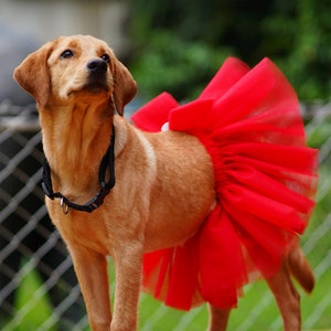 Pet outfit | tutu skirt | pet party wear | pet skirt | pet clothes | party wear for dogs and cats, dog skirt dog dress