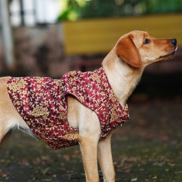 Sherwani for dog & cat | Indian dog outfit | Desi dog outfit, Dog jacket, pet clothing, pet party wear outfit, dog wedding outfit, Diwali