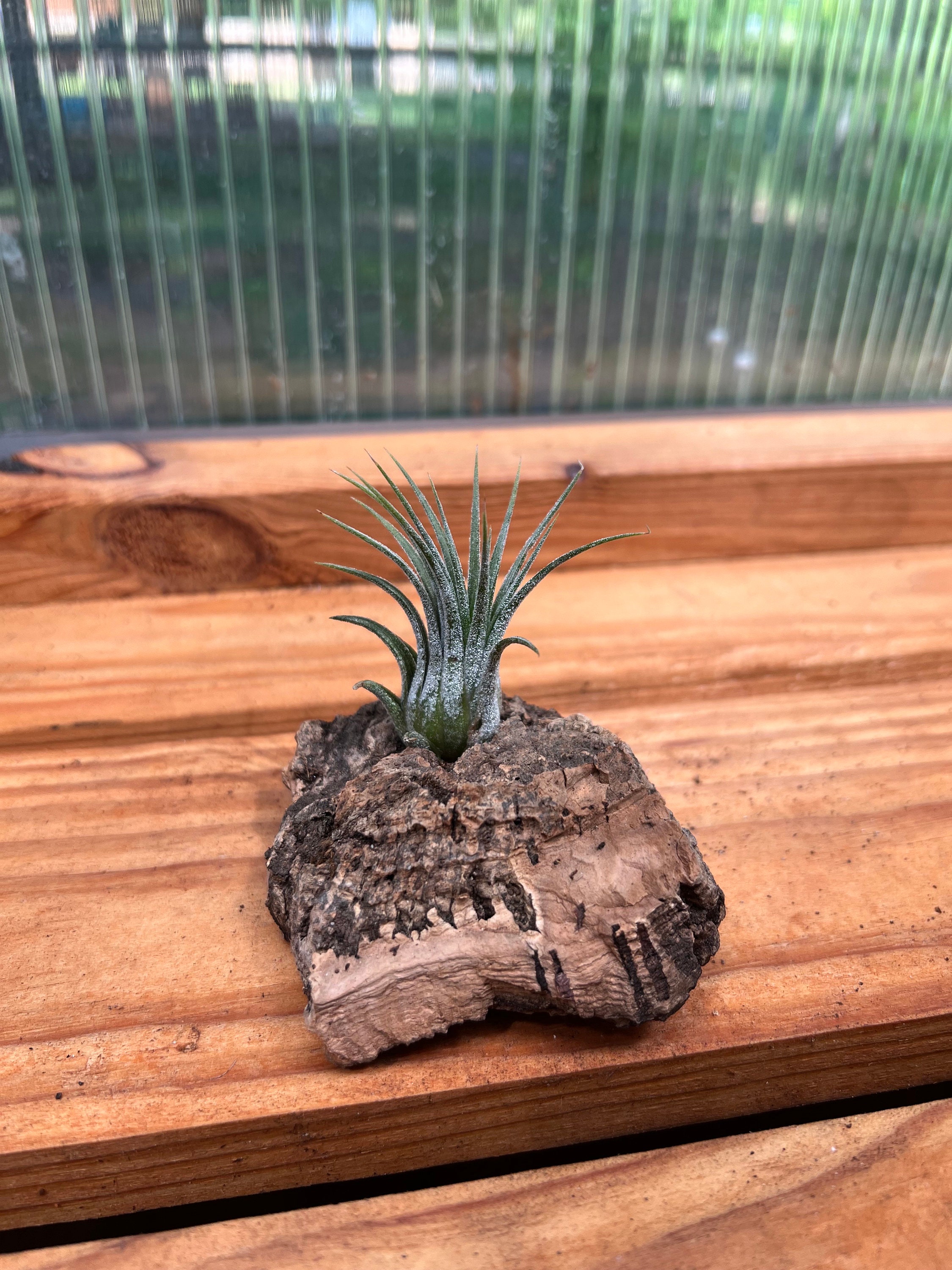 イオナンタ オレンジ 子株 エアープランツ チランジア 【公式通販】