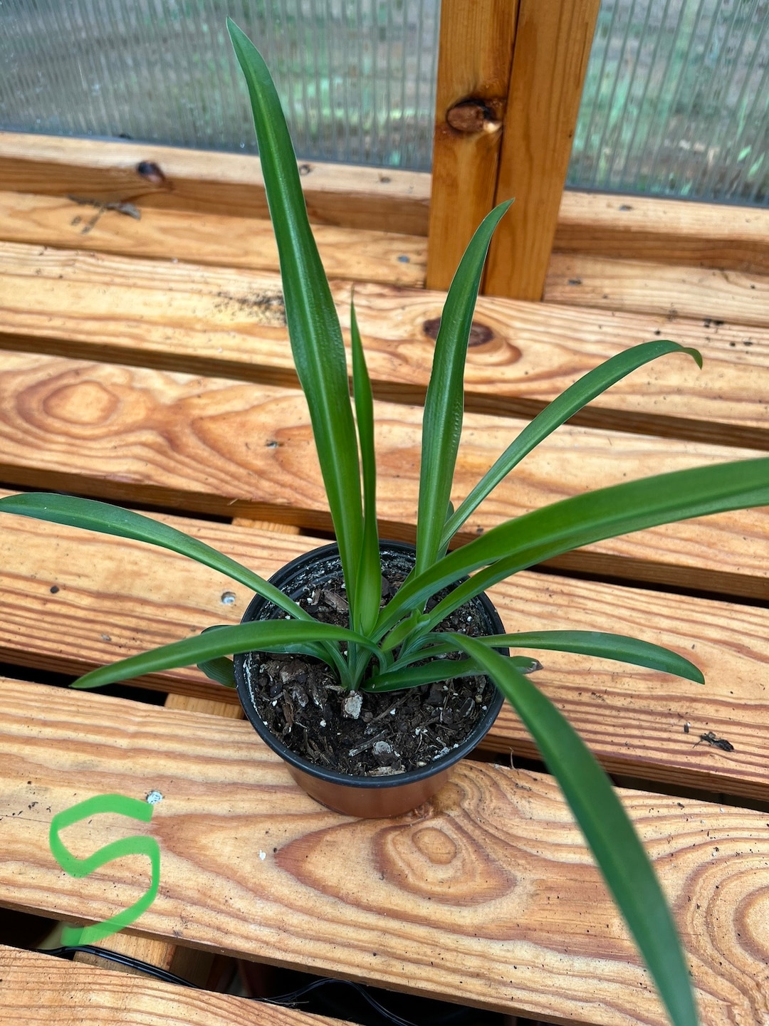 airplane-plant-aka-spider-plant-etsy