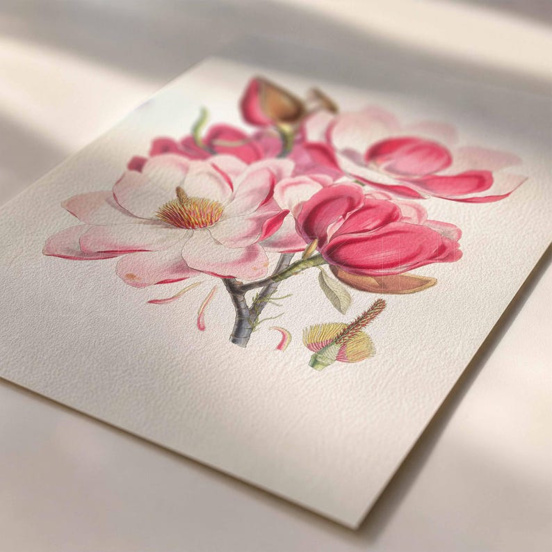 Peut inclure: Une illustration botanique imprim&eacute;e sur du papier textur&eacute; repr&eacute;sentant un groupe de fleurs de magnolia. L'&oelig;uvre pr&eacute;sente des fleurs dans des tons de rose tendre, magenta profond et blanc, avec des &eacute;tamines jaunes et une tige gris fonc&eacute;.