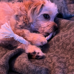 Könnte beinhalten: Ein kleiner, hellbrauner und weißer Hund mit lockigem Fell liegt auf einer grauen Decke. Der Hund kaut auf einem weißen Seilspielzeug.