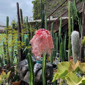 Op de afbeelding: Een roze glazen sculptuur dat lijkt op een bloem, hangend aan een zwart koord, omringd door verschillende cactussen en vetplanten in een tuin.