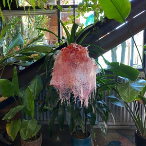 Op de afbeelding: Een roze en rode glazen lampenkap met een druppelend effect hangt aan een zwart snoer in een kamer met planten.