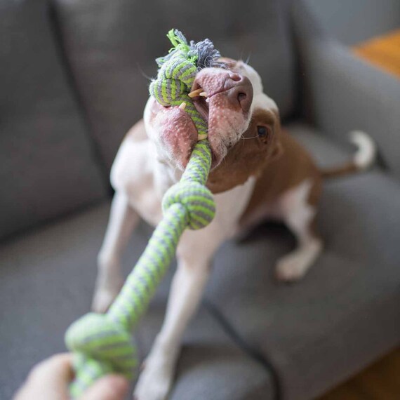 Giochi Interattivi 4 Corda Giocattolo Per Cani - Giochi Di Cotone Per Masticazione, Pulizia Denti E Interazione Per Dentizione E Pulizia Denti - 9