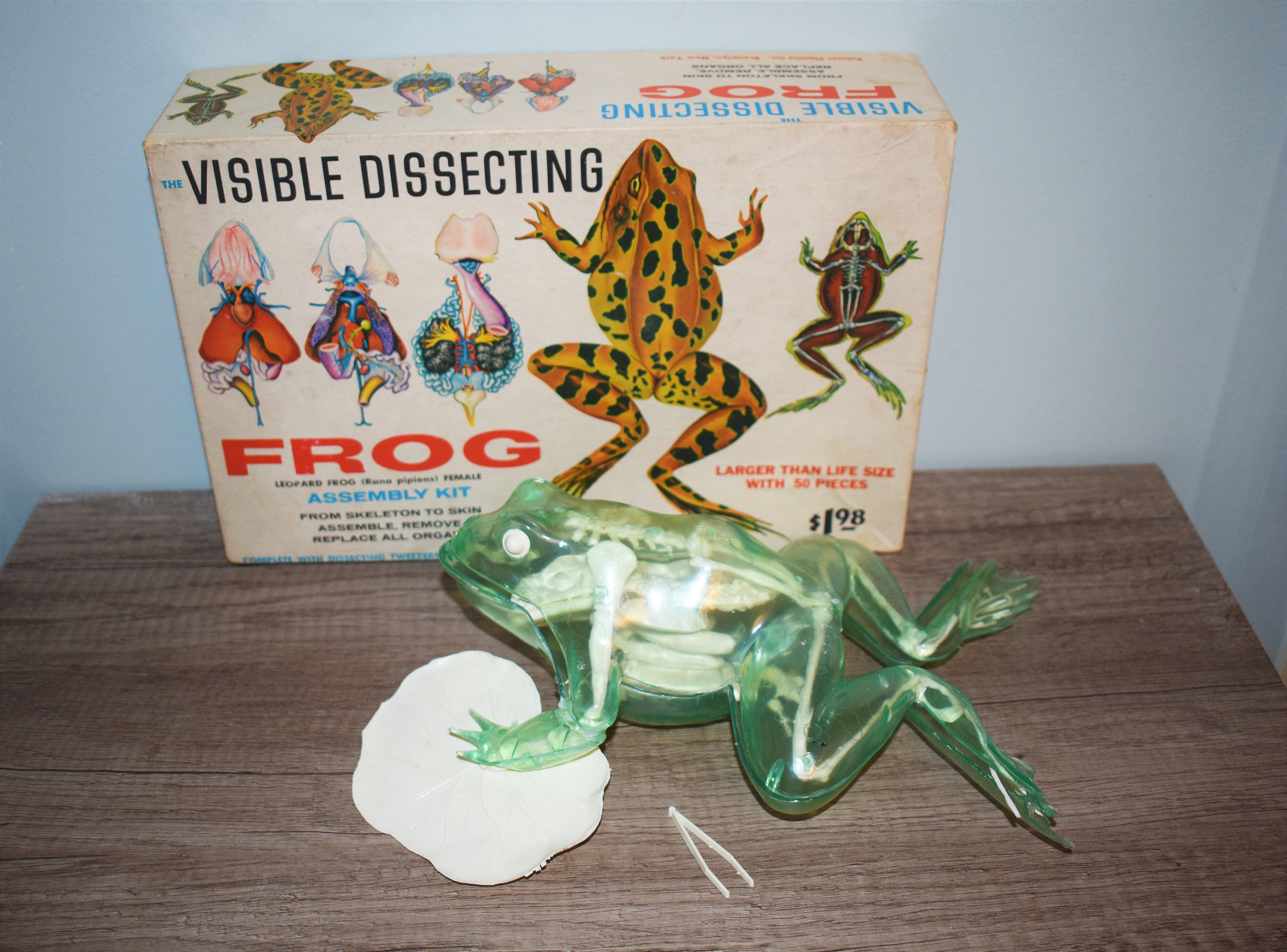 Vintage Visible Dissecting Frog Model Kit Leopard Frog Etsy