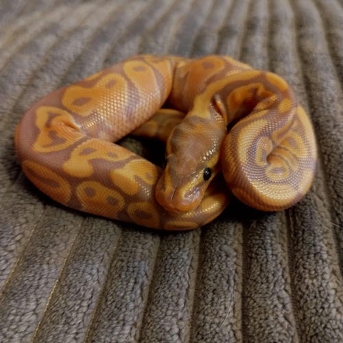 Aurora Cheeky Charlie Googoo Plush 12” Stuffed Monkey Baby With