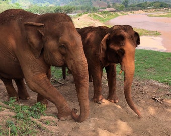 Rescue elephants from the Elephant Nature Park near Chiang Mai, Thailand