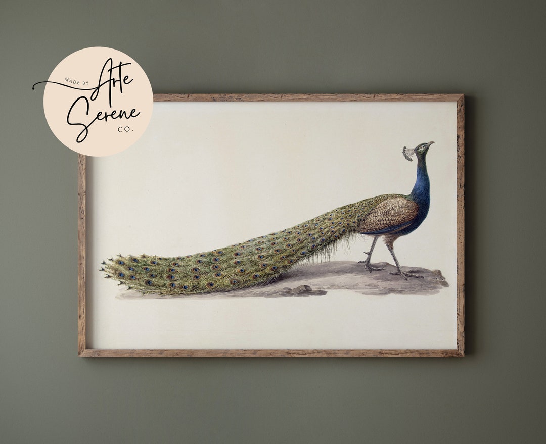 Vintage Peacock Sketch Art Print Elegant Fine Art Print Digital ...