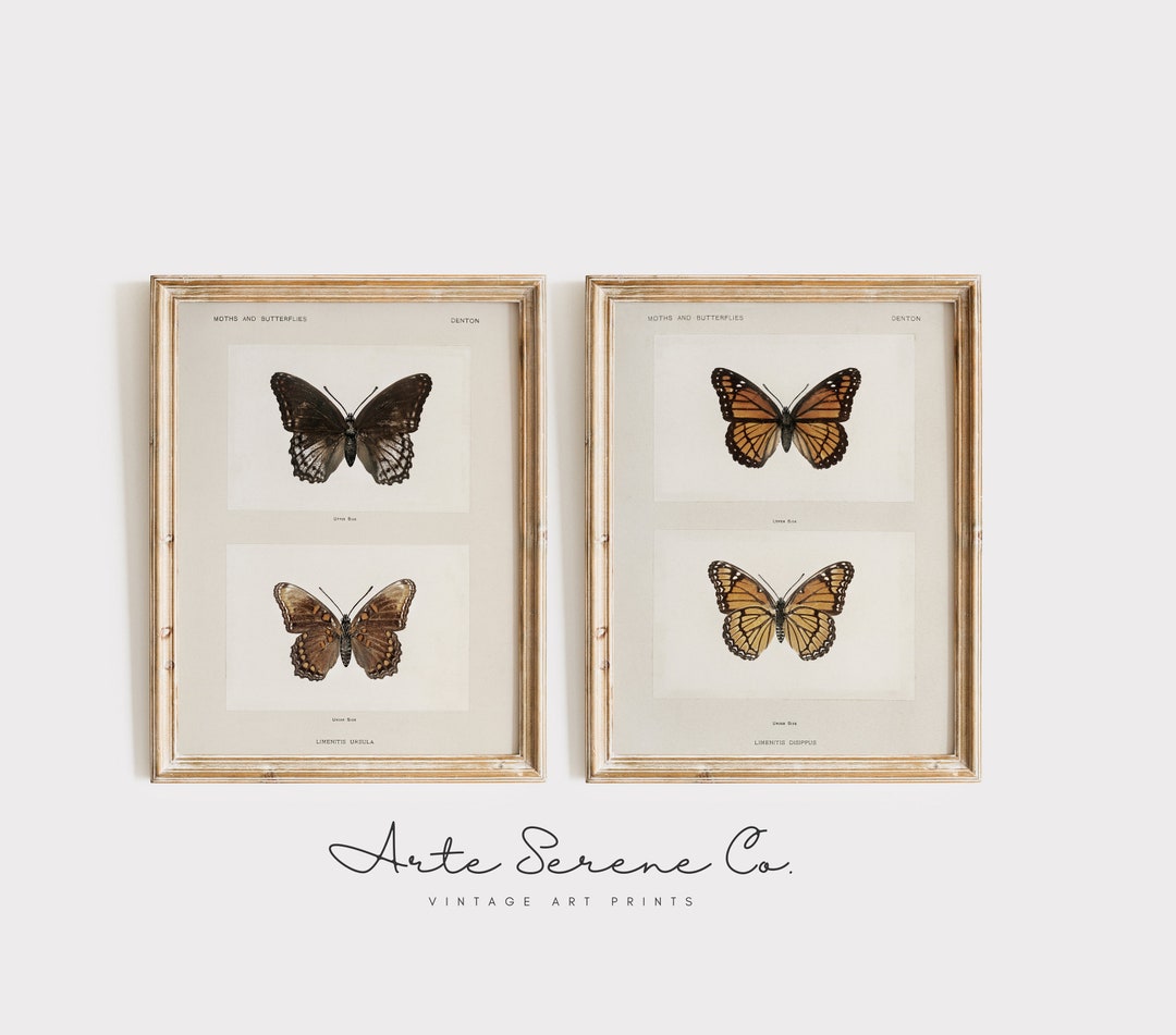 Vintage Butterfuly Art Print SET of 2 Study of a Butterfly Printable ...