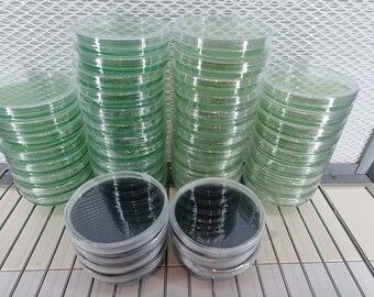 Lot De 6 Boîtes De Pétri Pré-coulées à L'extrait De Malt (MEA