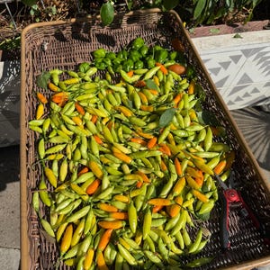 May include: A wicker basket overflowing with freshly harvested peppers. The peppers range in color from green to yellow and orange, with some leaves scattered throughout. A pair of red-handled shears rests on the side, suggesting recent harvesting.