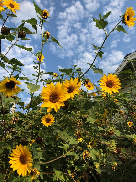 Native American Sunflower (Helianthus annuus) seeds for Organic Garden / Honest, Homegrown & Organic / Honest Seeds for Modern Herbalists
