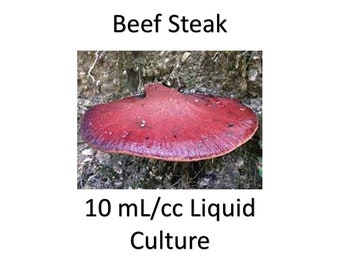 10 ml/cc Beef Steak liquid culture