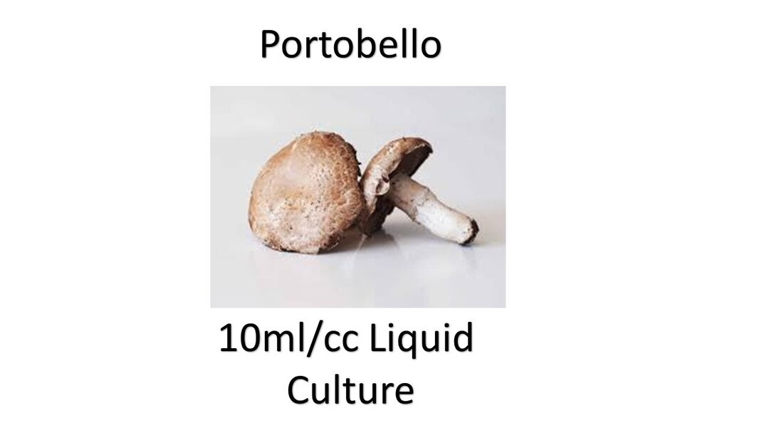 10 Ml/cc Portobello Liquid Culture Etsy