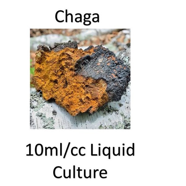 10 ml/cc Chaga liquid culture