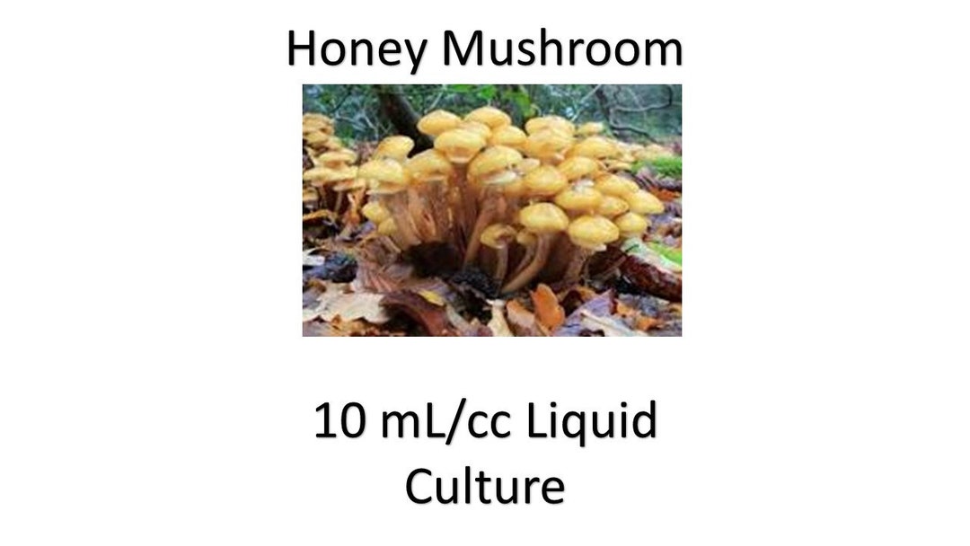 10 Ml/cc Honey Mushroom Liquid Culture Etsy