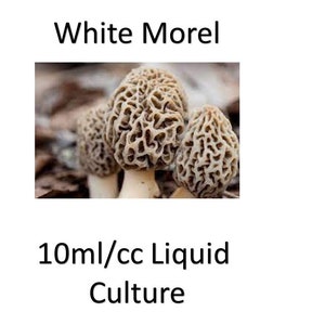 10 ml/cc White Morel liquid culture