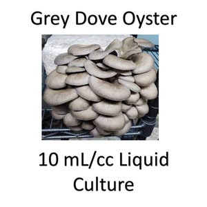 10 ml/cc Grey Dove Oyster liquid culture