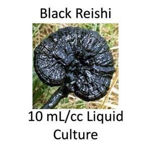 10 ml/cc Black Reishi liquid culture