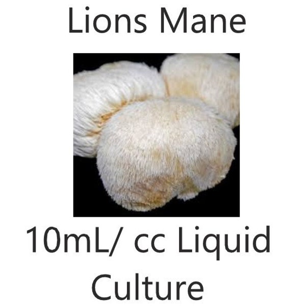 10 ml/cc Lions Mane liquid culture