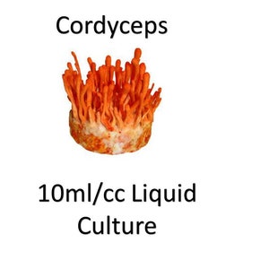 10 ml/cc Cordycep liquid culture