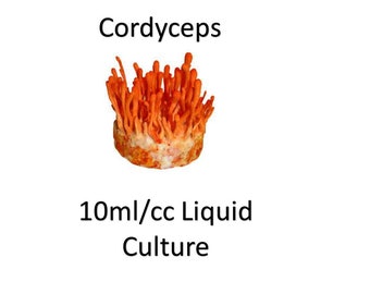 10 ml/cc de cultivo líquido Cordycep