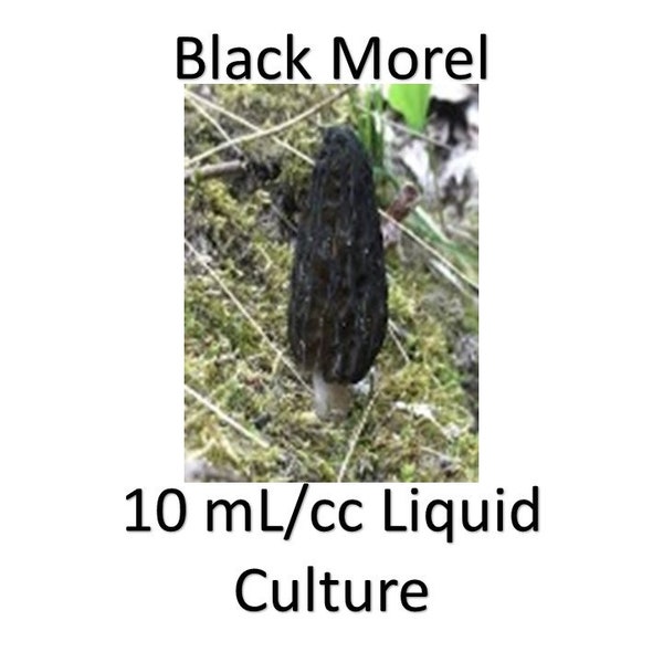 10 ml/cc Black Morel liquid culture