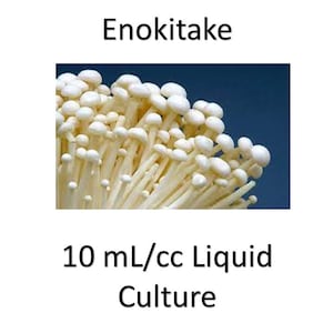 10 ml/cc Enokitake liquid culture