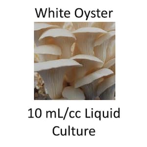 10 ml/cc White Oyster liquid culture