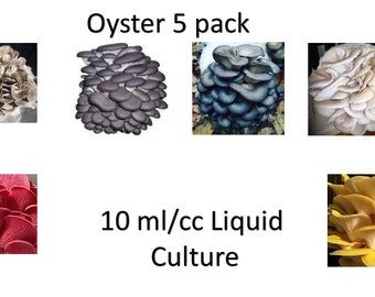 Oyster mushroom 5 pack