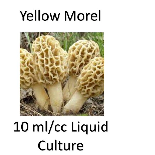 10 ml/cc Yellow Morel liquid culture