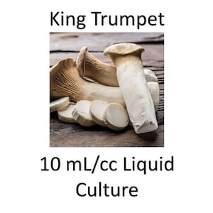 10 ml/cc King Trumpet liquid culture