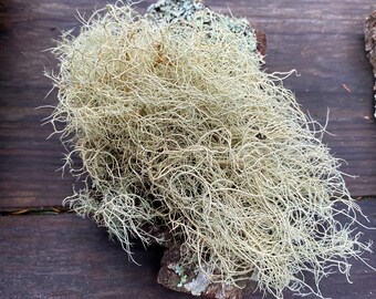 Lichen covered bark
