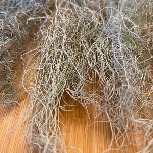 Long Lichen 5-10 Inches