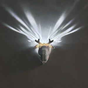 May include: A white deer head wall mount with antlers, illuminated by a light source that creates a starburst effect on the wall behind it.