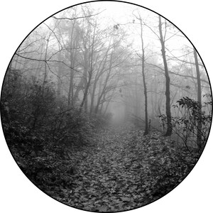 May include: A black and white photograph of a path through a misty woodland. The path is lined with trees and the mist creates a mysterious atmosphere.