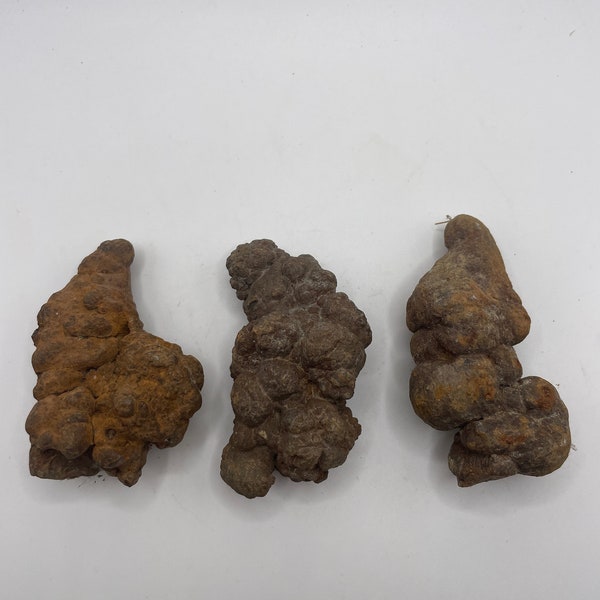 PNW Coprolite - Petrified Poop - 3  Pieces