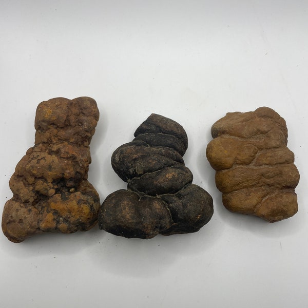 PNW Coprolite - Petrified Poop - 3  Pieces