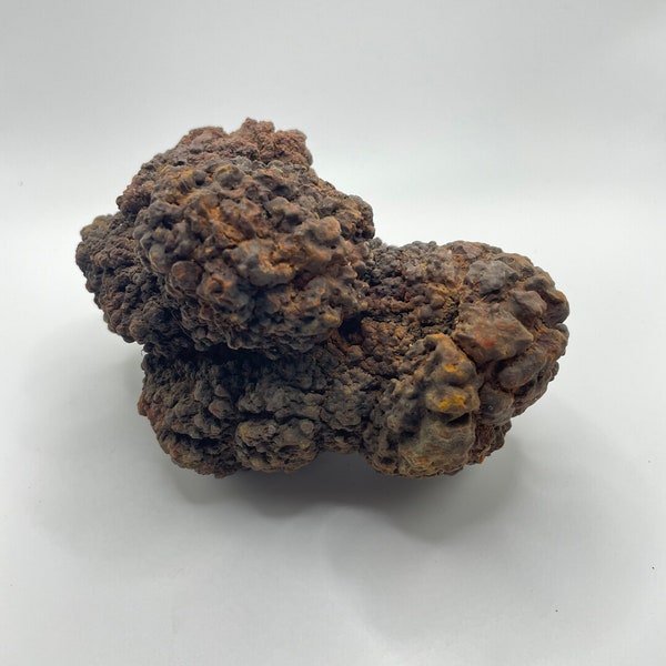 PNW Coprolite - Fossilized Poop