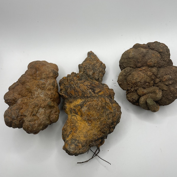 PNW Coprolite - Petrified Poop - 3  Pieces