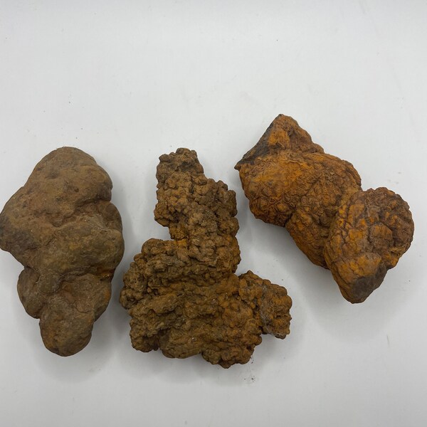 PNW Coprolite - Petrified Poop - 3  Pieces